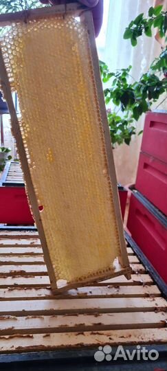 Мед Липа 2023. Соты. Майский. Пыльца