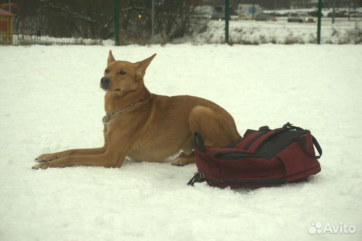 Дрессировка собак Москва и М.0