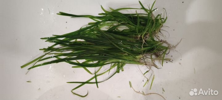 Криптокорина, валлиснерия, роголистник