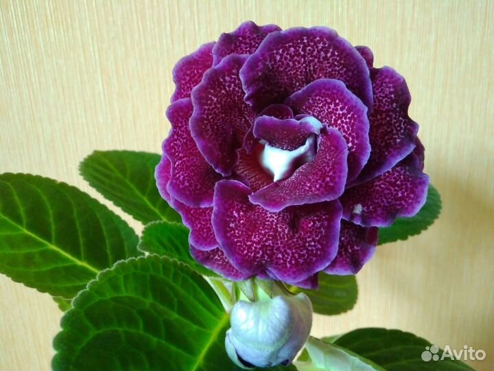 Глоксинии(детки)