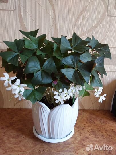 Комнатные цветы Оксалис (Кислица)