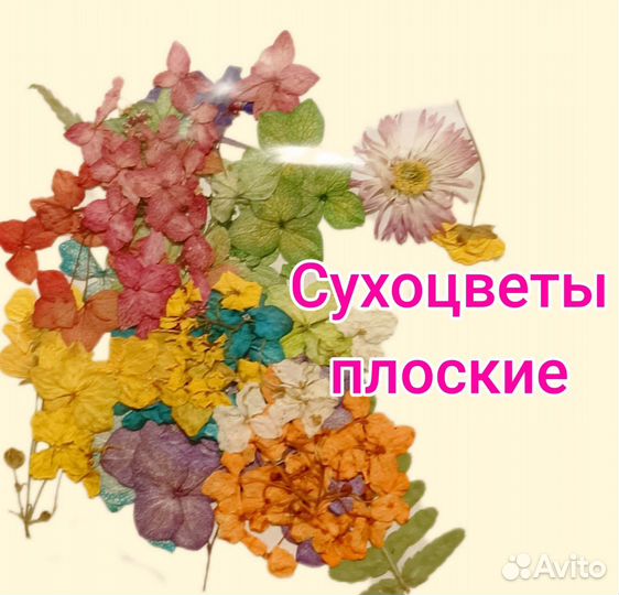 Сухоцветы плоские
