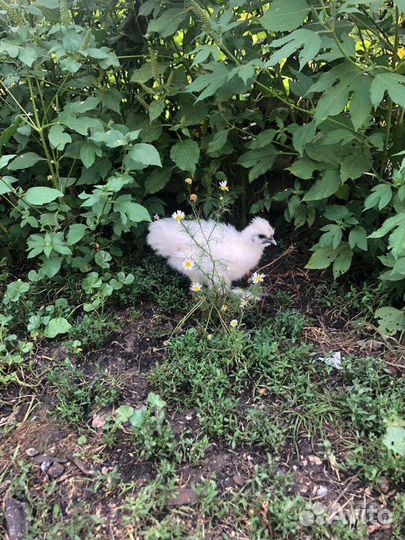 Шёлковые Китайские цыплята