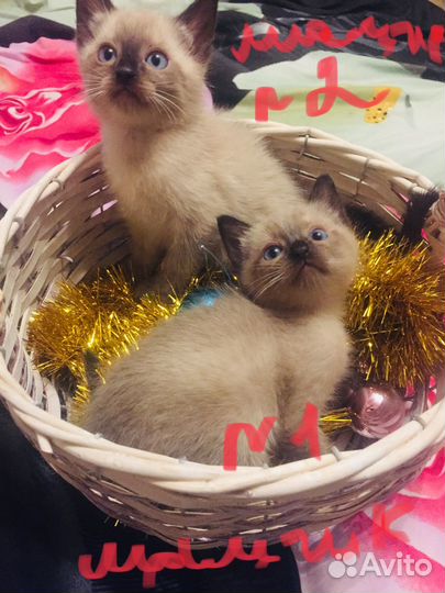 Тайские котята