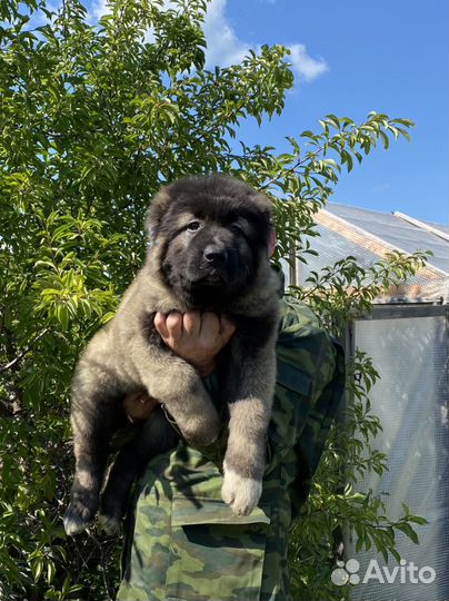Кавказская овчарка