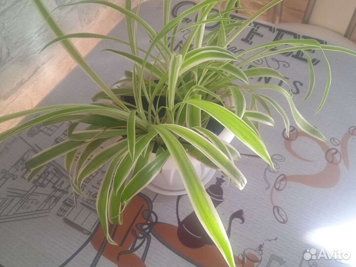 Комнатные цветы