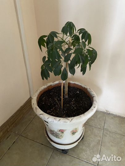 Монстера фикус драцены