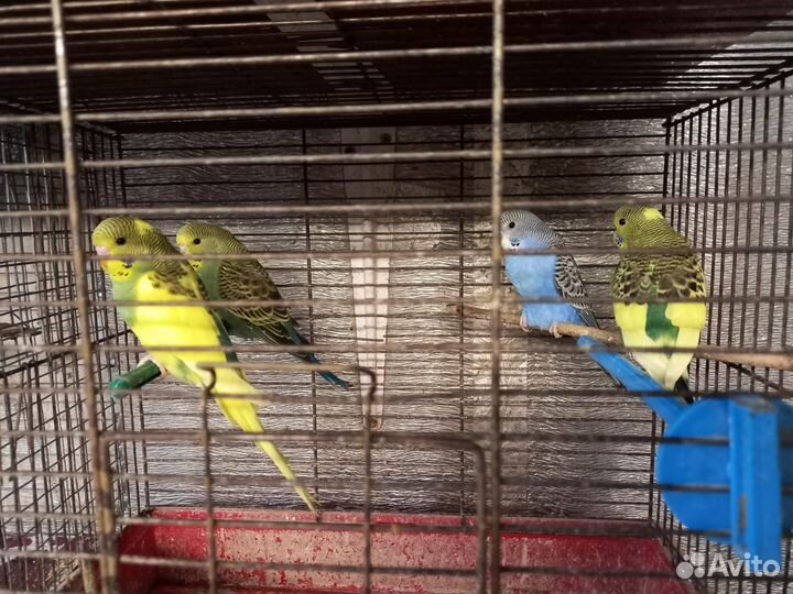 Попугай