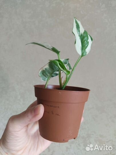 Эпипремнум Эн джой (n'joy)