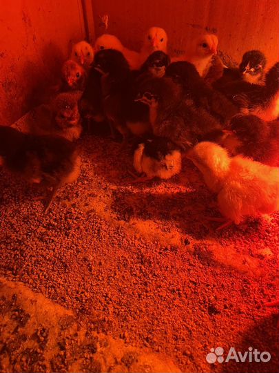 Цыплята суточные разных пород