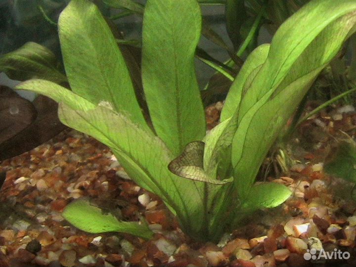 Растения аквариумные