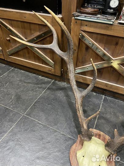 Огромные трофейные оленьи рога