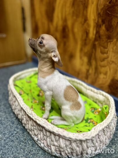 Чихуахуа micro микро девочка