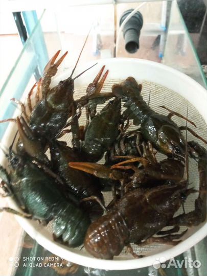 Живые раки с доставкой