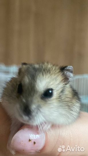 Джунгарский хомяк