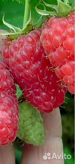 Саженцы малины Сказка