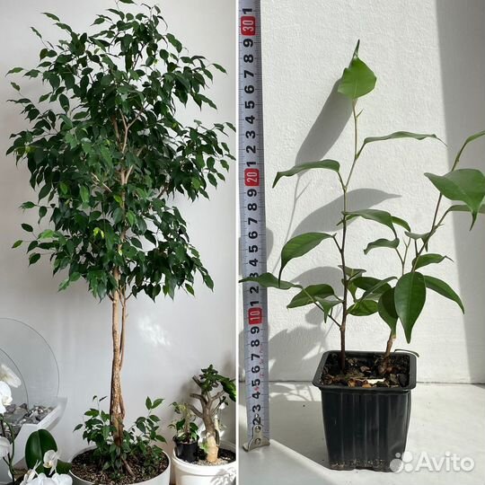 Фикус бенджамина exotic экзотик