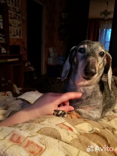 Домашняя передержка собак