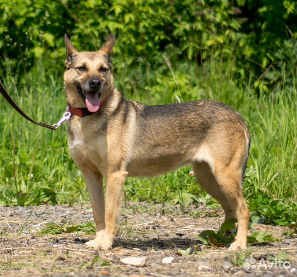 Самая любвеобильная собака