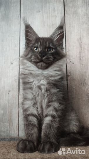 Мейн-кун черный дым