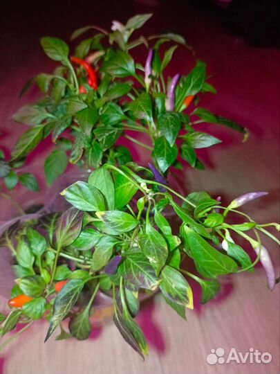 Острый декоративный перчик