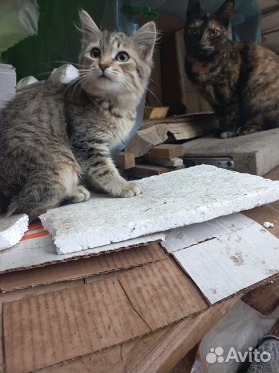 Верю в чудо