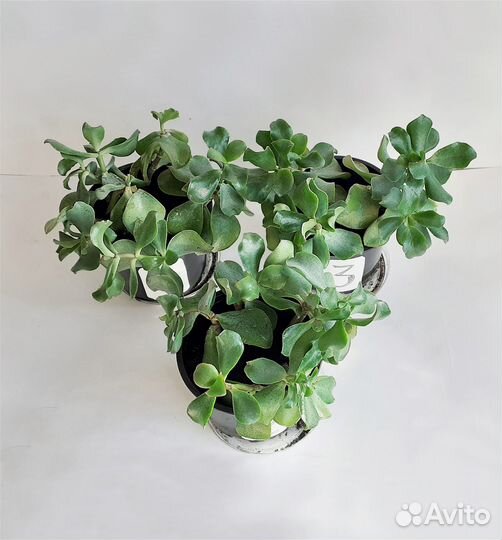 Крассула Кучерявая Синяя Птица (Денежное дерево)