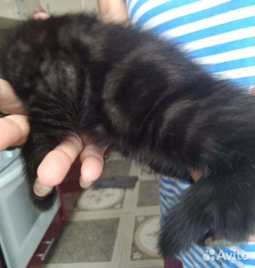 Породистые котята