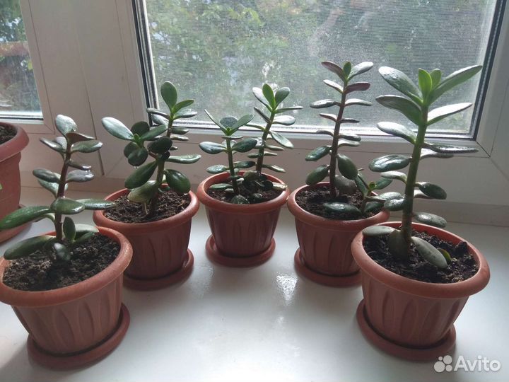Комнатные цветы(денежн.дерево)