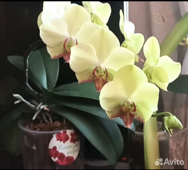 Орхидея Fortune Saltzman (variation)