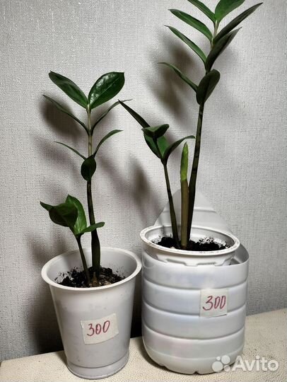 Домашние цветы