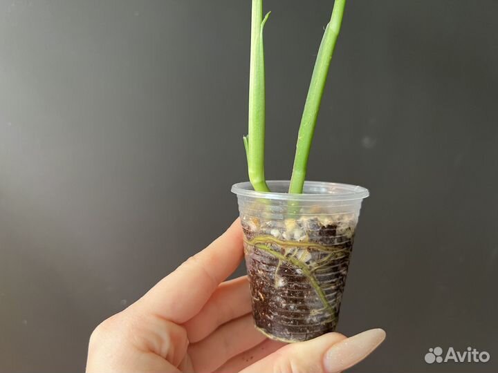 Монстера манки