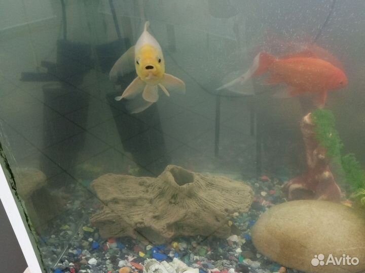Аквариум с рыбками на столе