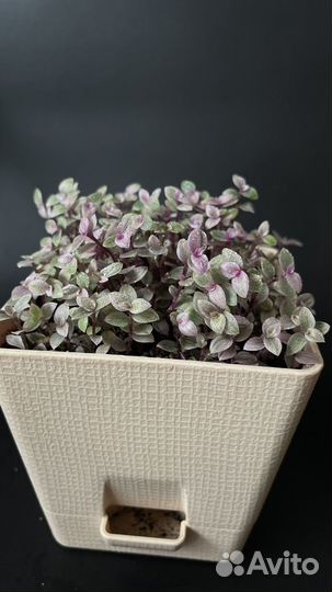 Комнатные растения, разные