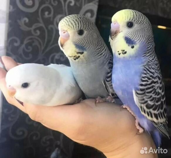 Волнитые попугаи и др