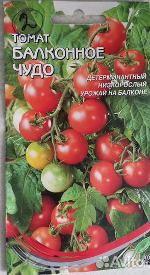 Рассада помидор томатов
