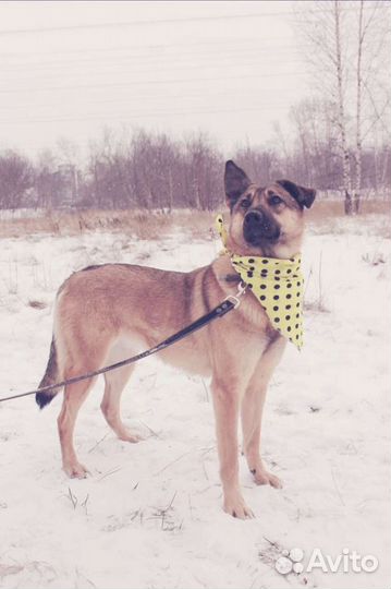 Милая собака Кози в добрые руки