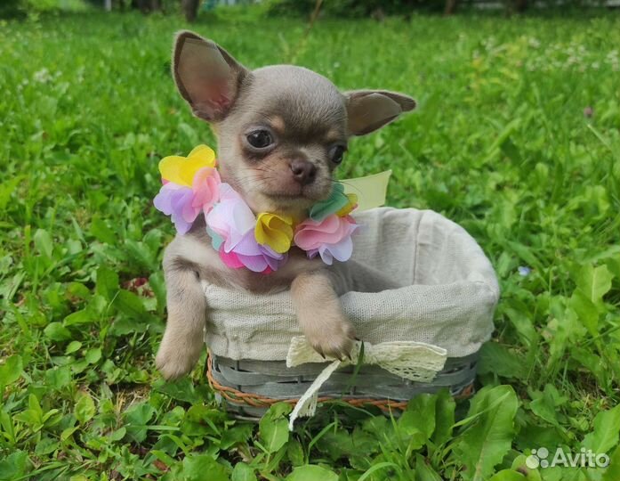 Щенки Чихуахуа. Лиловый и шоколад