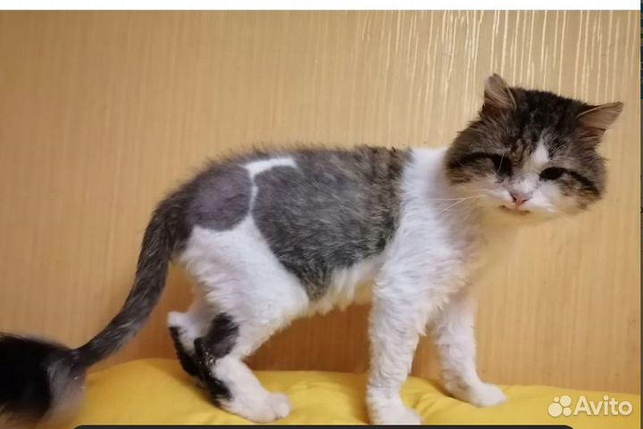 Спасенный кот в добрые руки