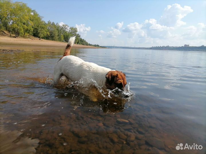 Вязка джек рассел терьера
