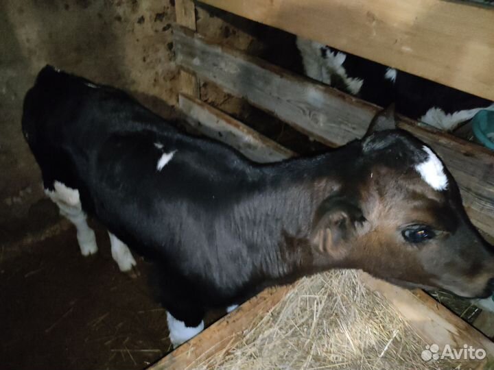 Телёнок 2 месяца