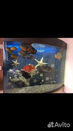 Аквариум