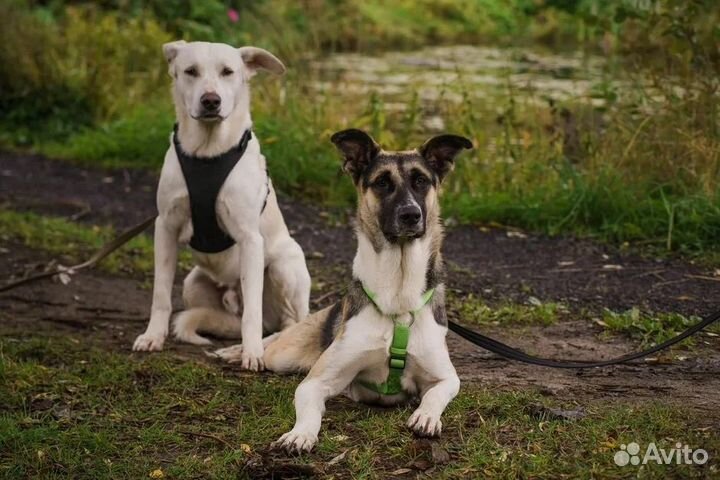 Пес Купидон ищет дом, Собака в добрые руки