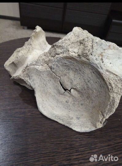 Кость мамонта