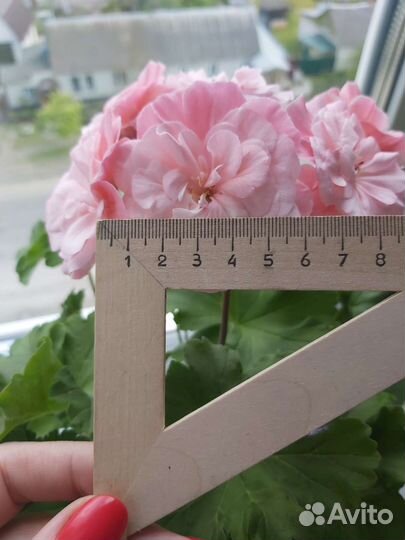 Пеларгония Леона Галактика