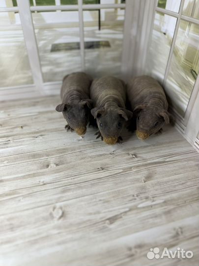 Морская свинка скинни