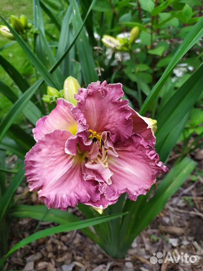 Лилейники сортовые