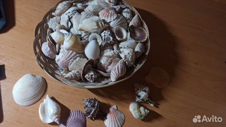 Ракушка декоративная