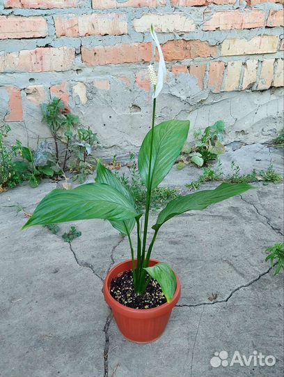 Спатифиллум Спилт Милк Сизый/Серебряный