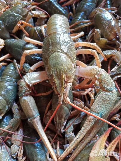 Живые раки розница и оптом